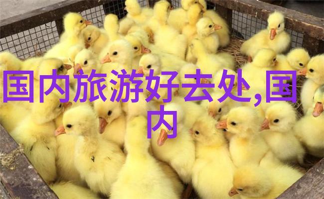启迪童心创意游戏的百花齐放