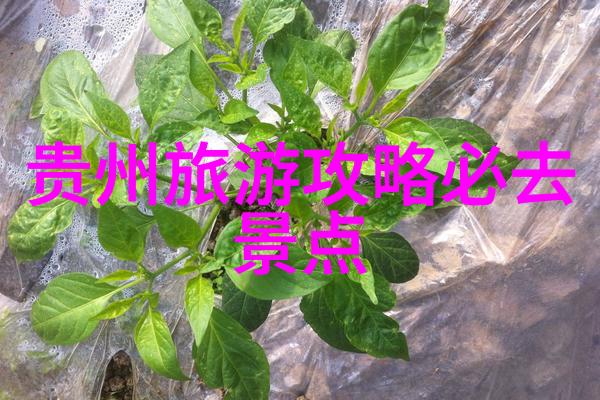如何在美食探索中避免尝试过多的菜品而导致味蕾疲劳