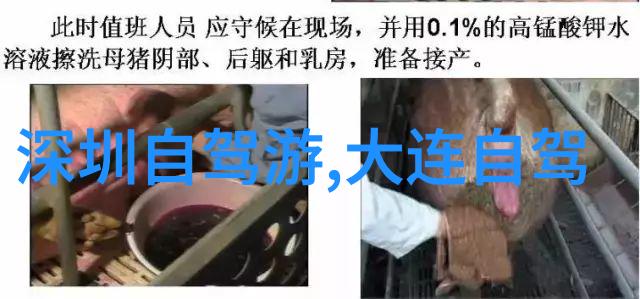 现在可以出国旅游吗-海外旅行的新篇章