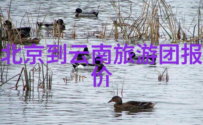 云南之旅自驾7天揭秘西双版纳热带雨林的秘密花园