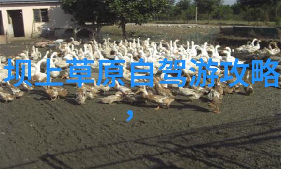 元江梯田