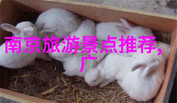 骑行运动的双刃剑健康与风险的平衡