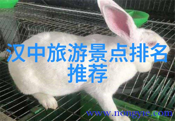 户外活动五大类型-探索自然的五种方式徒步攀岩帆船滑雪和野生动物观察