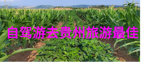 反复之下百里杜鹃景区门票半价优惠杜鹃花期大班户外活动观察记录表