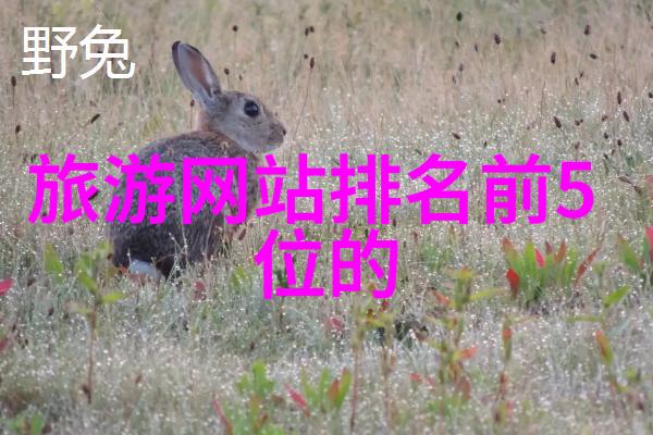 2022武汉黄陂露营必备15个小游戏推荐