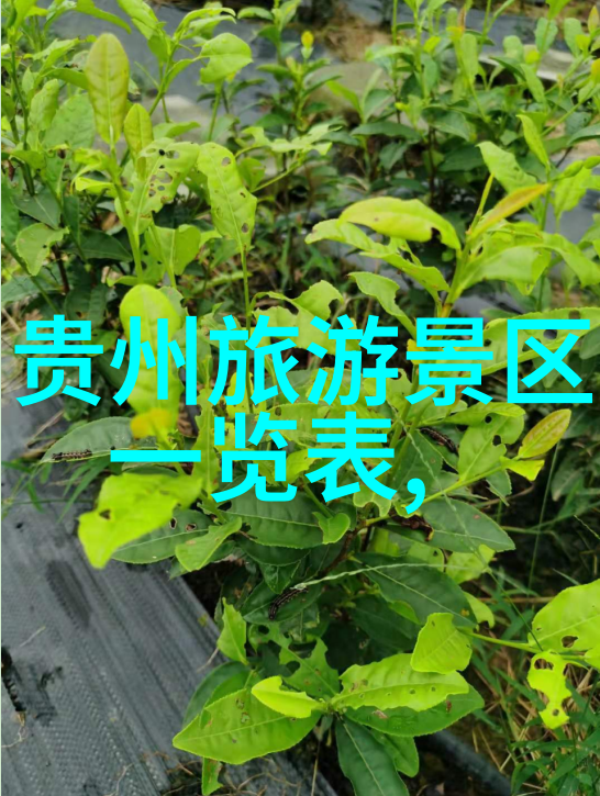 10天云南旅游最佳路线我去云南的10天你得跟着我的脚步走