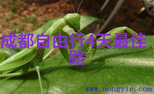 小巧来客的温馨接待