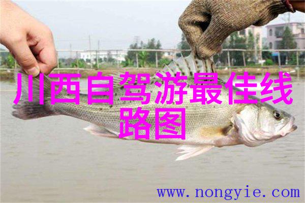探索成都美食秘笈必尝佳肴