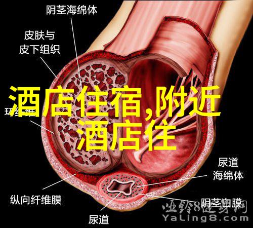 骑行运动注意事项亲自揭秘那些容易被忽略的安全小窍门