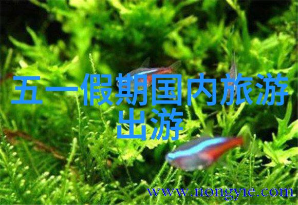 黄山市区有没有提供免费或便宜的停车场所供自驾游客使用
