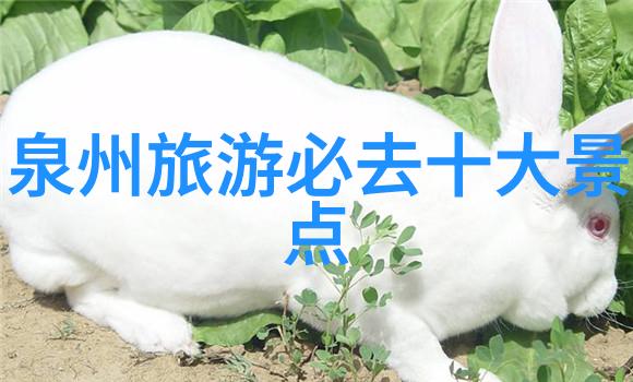 骑行app知乎探索共享单车与骑行社区的智慧之地
