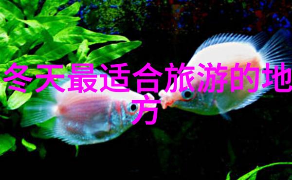春节逃寒游寻找温暖与经济的双重乐趣之地