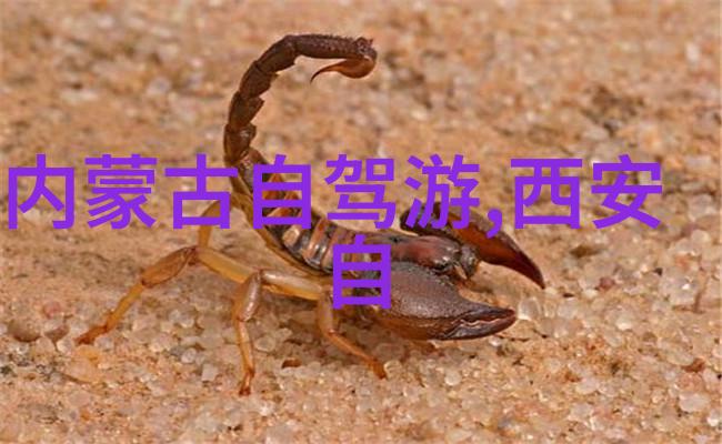 风中的翅膀骑行装备的诗篇
