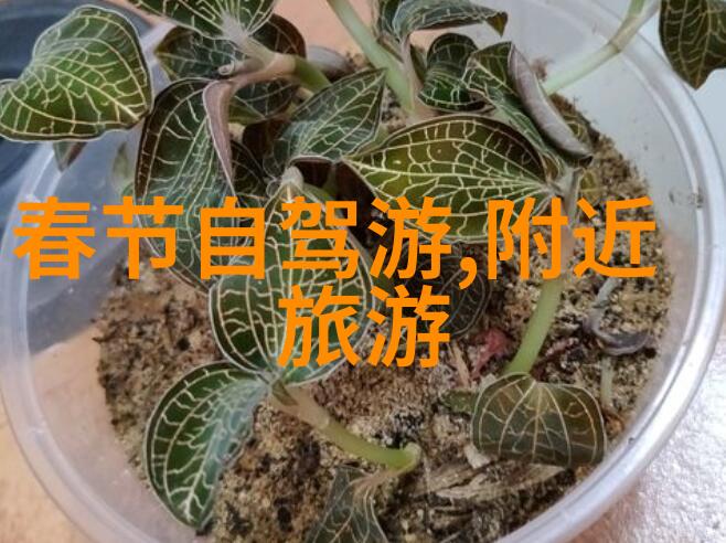 冬日逃离自驾游的雪中藏宝图