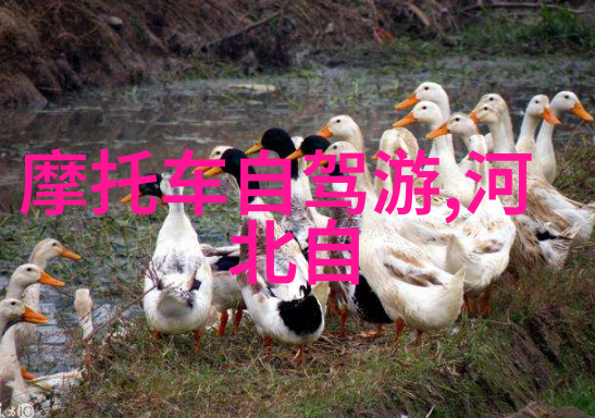 长沙特色小吃自驾游中不可错过的美味之选