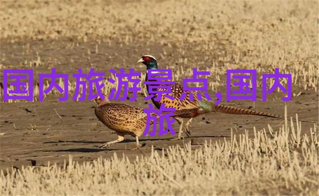 幼儿园户外游戏全集100项互动活动与教育价值探究
