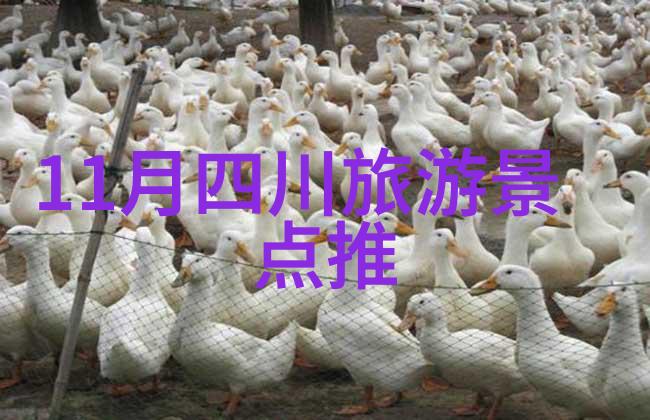 星光下的共鸣情侣的野营秘密