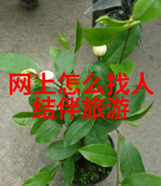 实时旅游新闻亲眼见证这趟火星之旅你准备好了吗