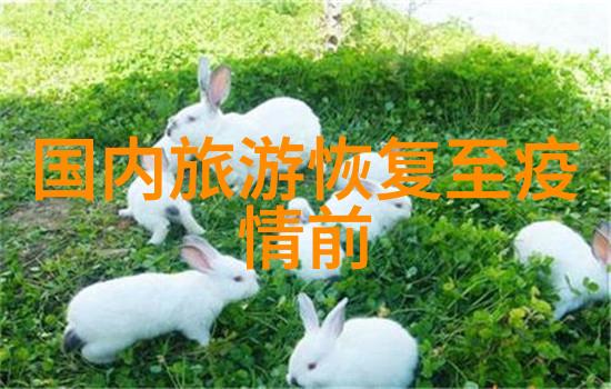 海外之旅的重启安全措施与出行指南