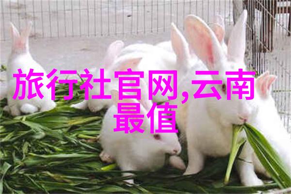 服务与设施齐全高档度假村住宿体验