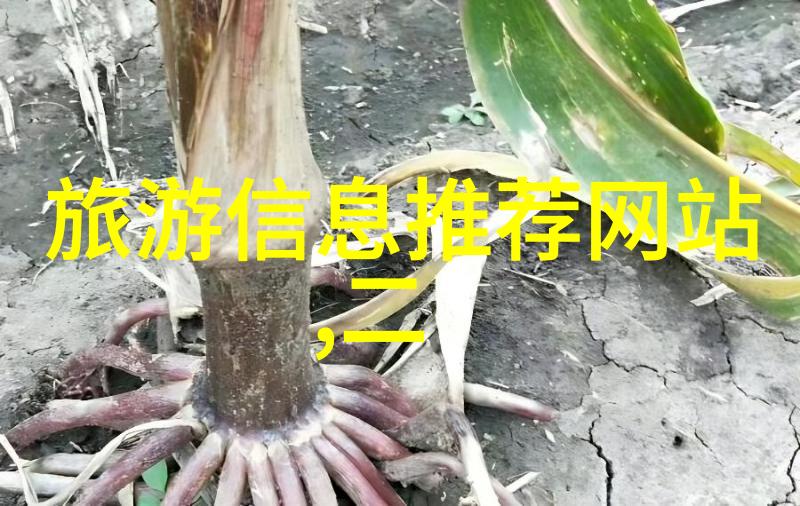 厦门美食自助游探索厦门街头小吃