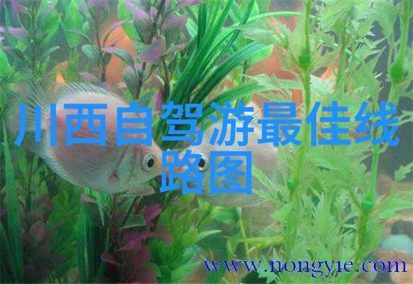 绍兴自驾游追溯丝绸之路感受古韵文化