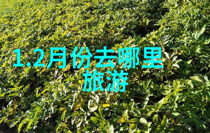 黄山自驾游-探索黄山之美一场宁静的自然之旅