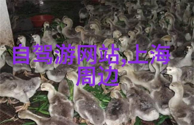 重庆赏梅花绝佳地杭州旅游攻略带你领略腊梅园的奇迹