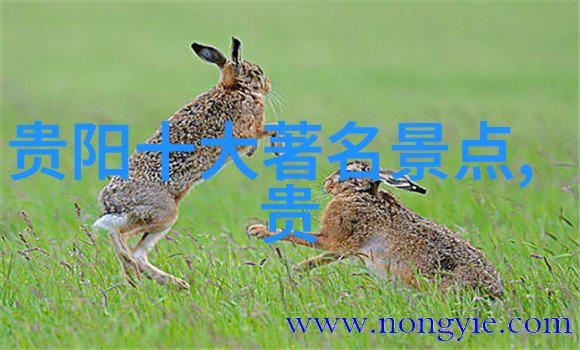 超越人类极限解析骑行100公里的生理学与心理学机制
