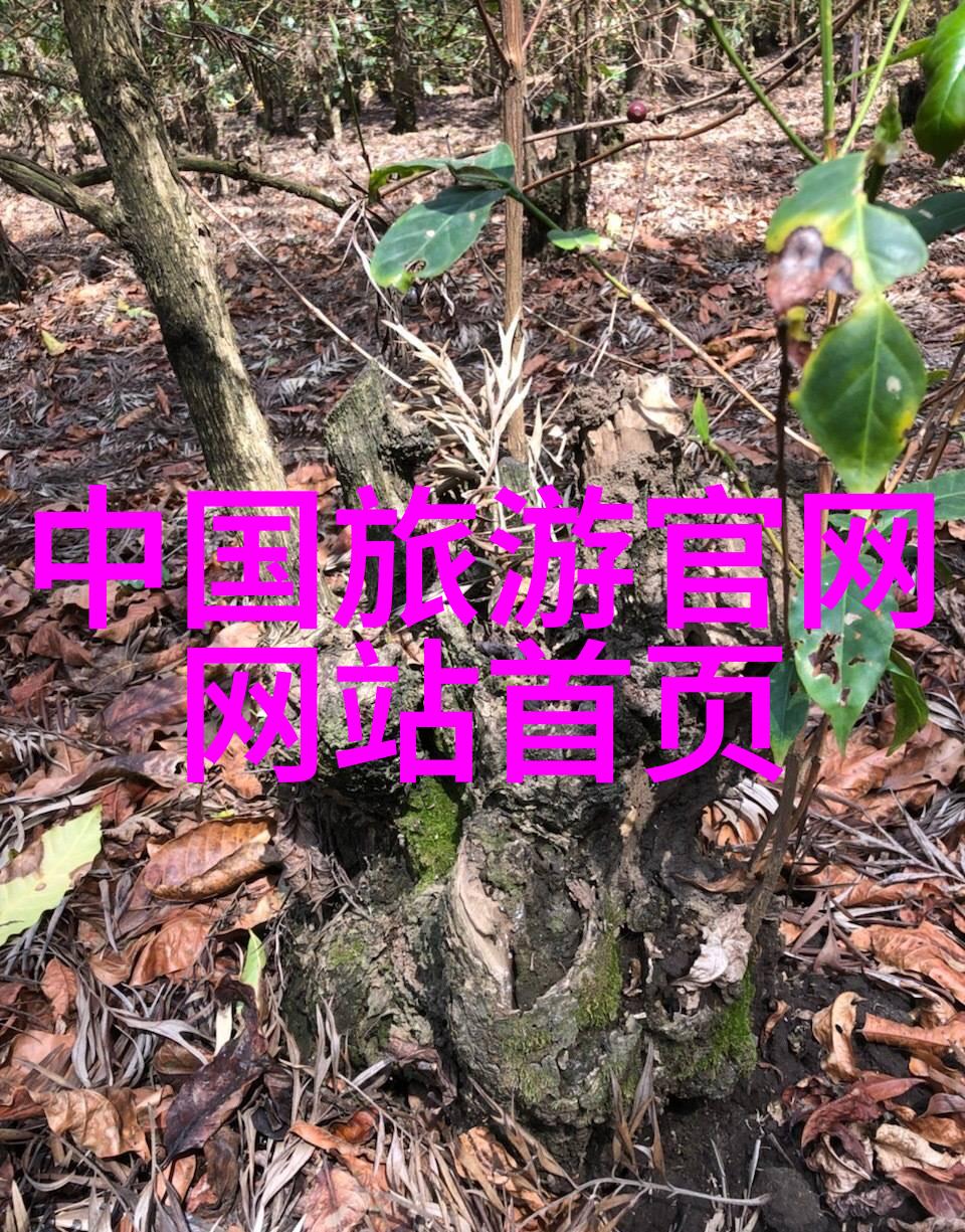 乘风破浪追逐梦想2021年中国旅游集团校园招聘展开