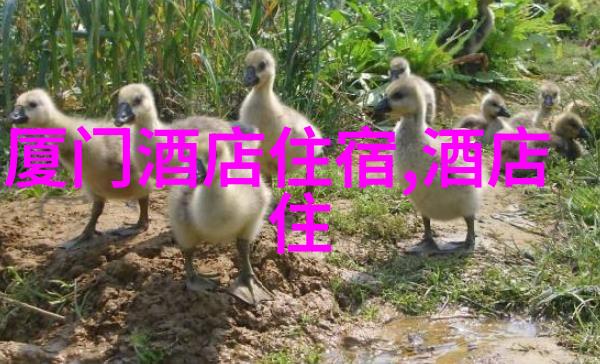 公园中的摩天轮吸引人摩天轮的惊险体验