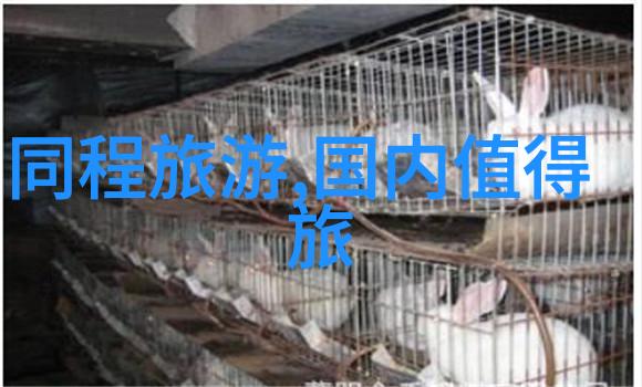 厦门自驾游攻略 - 探索风景如画的海滨城市一站到底指南