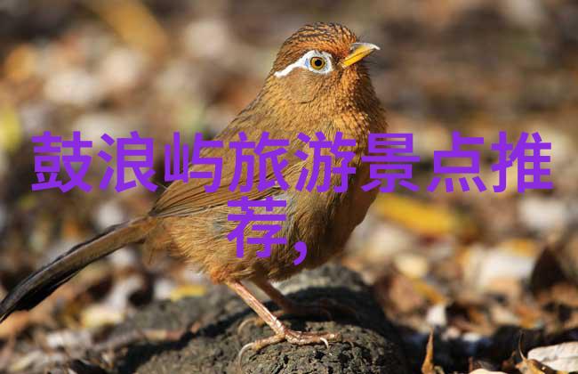 各地特色美食小吃 - 串联中华味道探索全国各地的风味佳肴