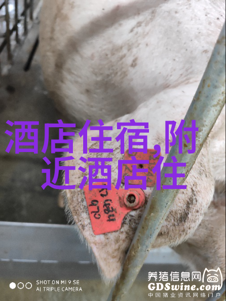 春节游上海探秘年味十足的奇妙角落