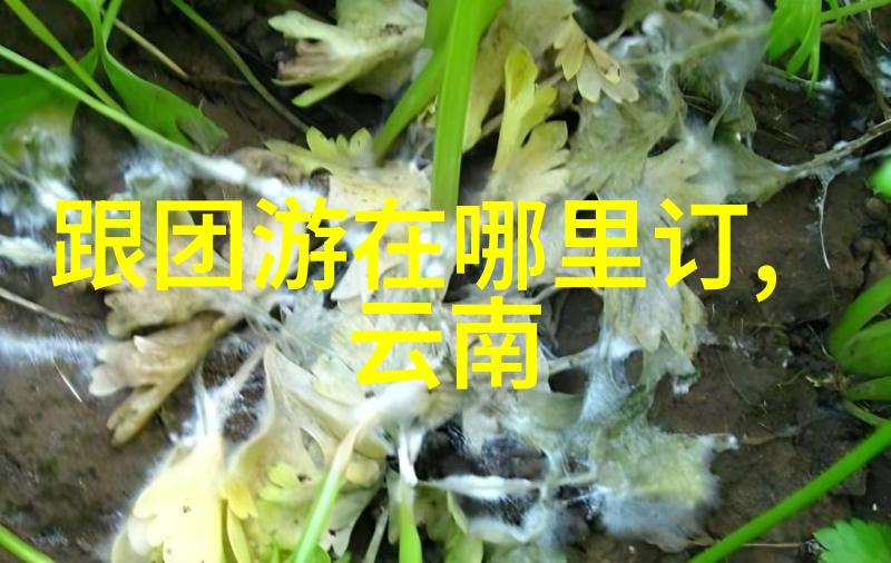 京都大阪北海道美食大推荐南京美味之旅二日游