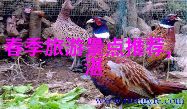 福建自驾游-探索闽南风情一路云端尽在福建的美丽篇章