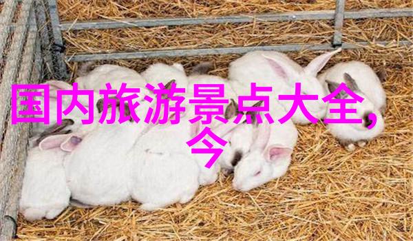 品味沪味揭秘上海的独特美食