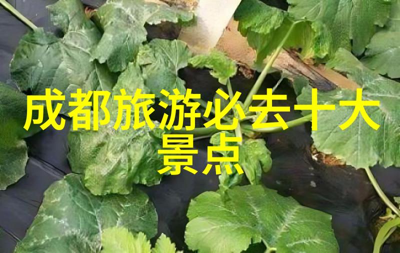 云中游记追寻阿坝牧场的梦想之旅