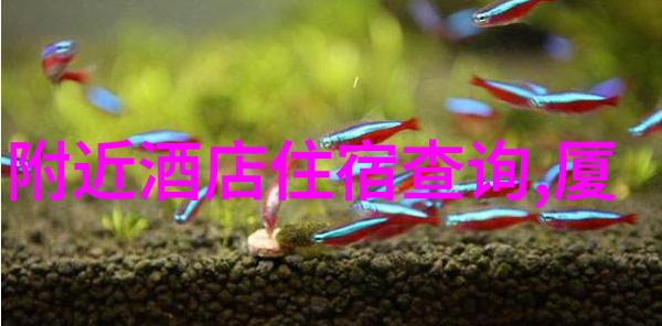 国外之旅手续纷飞的梦境航行