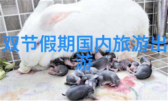 南普陀寺与鼓浪屿福建自驾游中的灵感源泉