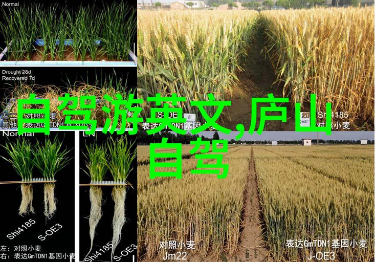 海韵小吃行探秘厦门美食街
