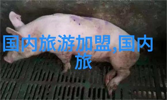 追风少年揭秘骑行中国十大主播的冒险故事
