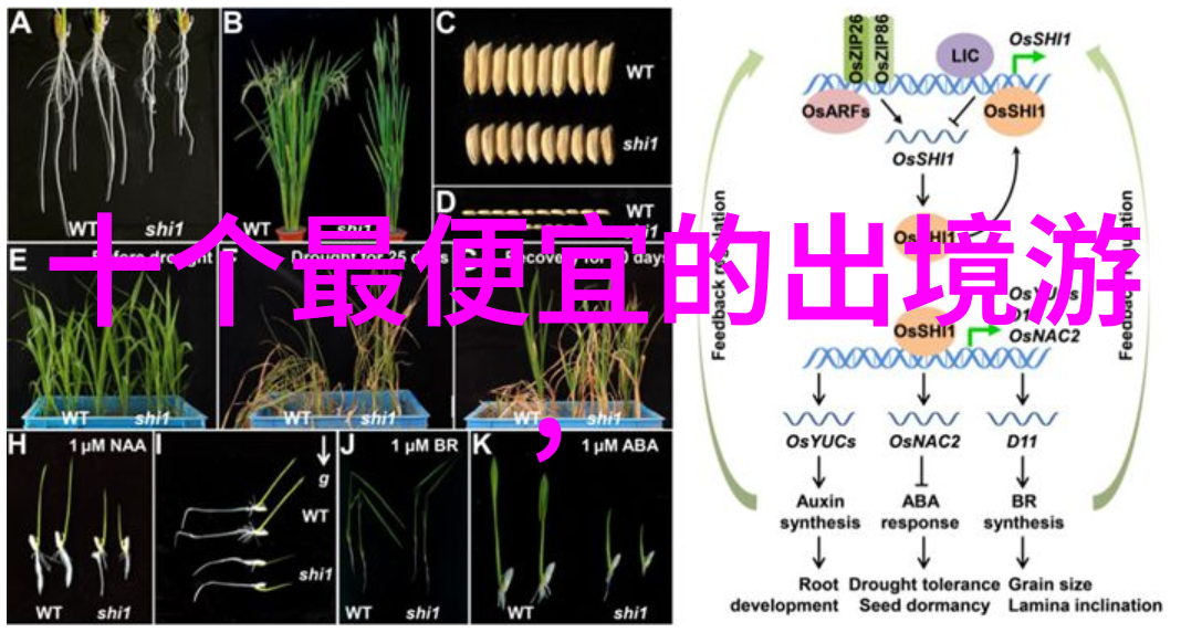 想要体验真正的本地风味必须尝试的就是