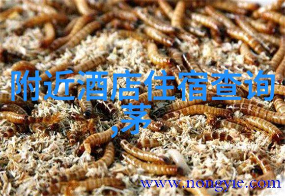 城市边缘新西兰北岛的摩托徒步探秘