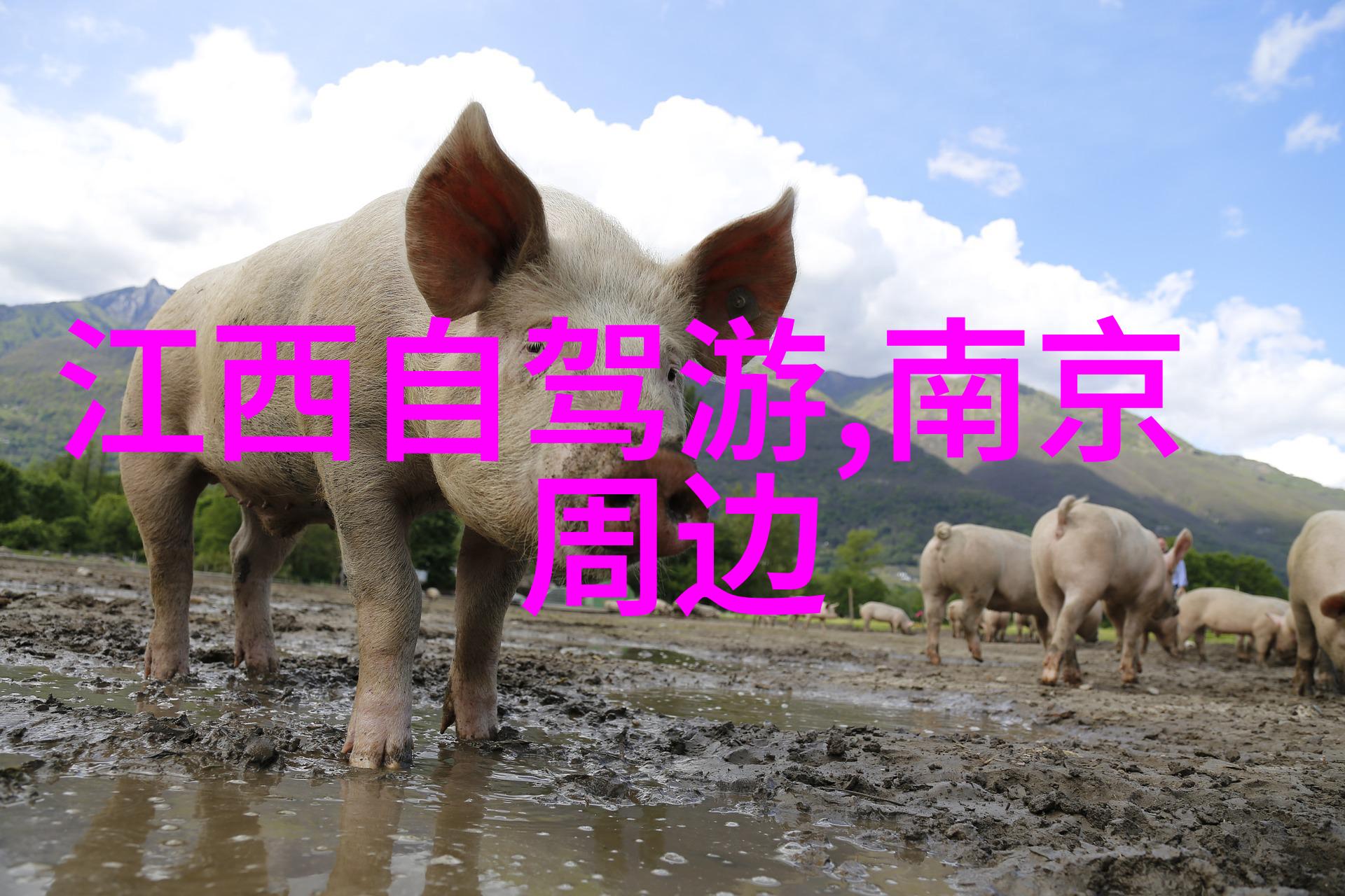 重庆美食之旅味蕾上的辣与香