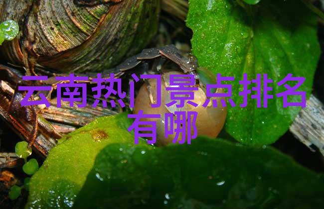 全球探险国际旅游团的奇妙之旅