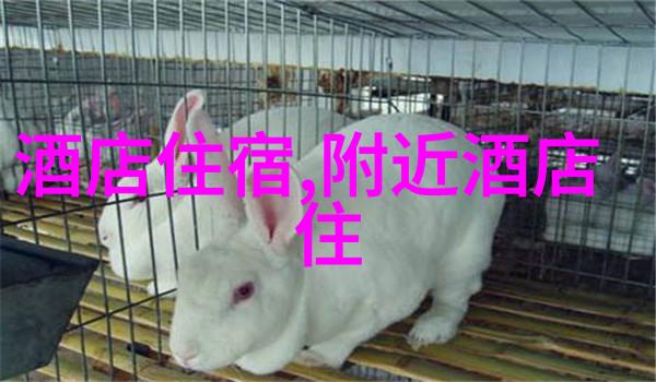 黄山自驾游探索天地之灵的美妙之旅
