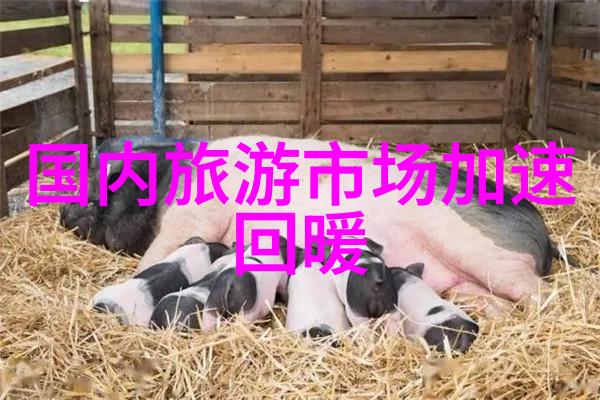厦门自驾游探索海岛美景的旅行指南