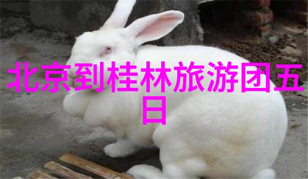 自制甜点小能手