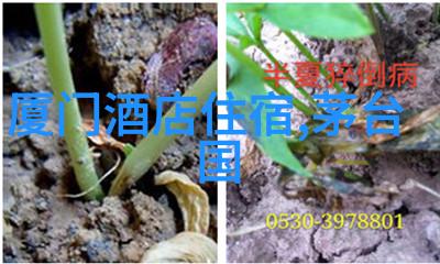 长洲美食与住宿之王香港的味蕾与温馨港湾